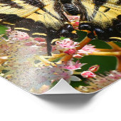 Westerne Tiger Swallowtail Butterfly op Rodgersia Foto Afdruk (Hoek)