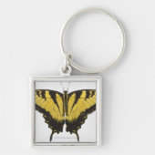 Westerne Tiger Swallowtail Butterfly Sleutelhanger (Voorkant)