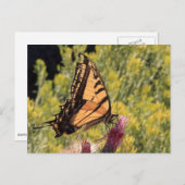 Westerne tijger briefkaart (Voorkant / Achterkant)