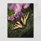 Westerne Tijger Swallowtail Butterfly Close-up Fot Briefkaart (Voorkant)