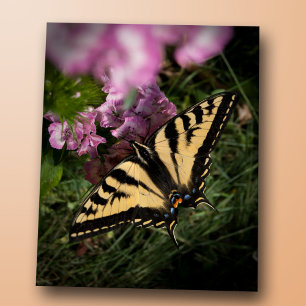 Westerne Tijger Swallowtail Butterfly Close-up Fot Briefkaart