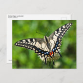 Westerne tijgermoerstaart (Papilio rutulus) Briefkaart (Voorkant / Achterkant)