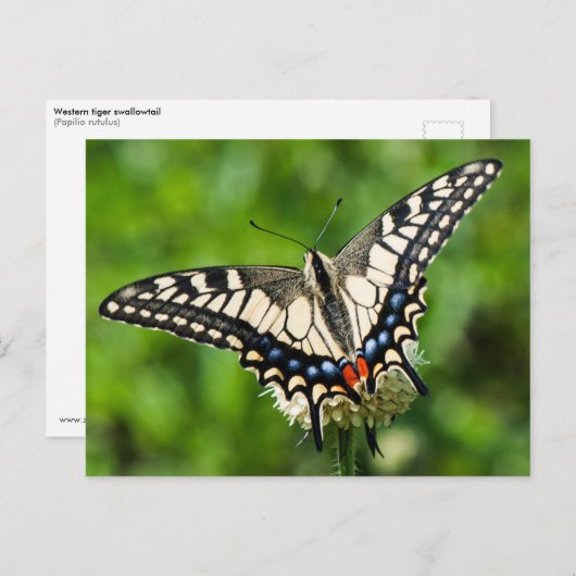 Westerne tijgermoerstaart (Papilio rutulus) Briefkaart (Voorkant / Achterkant)
