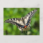 Westerne tijgermoerstaart (Papilio rutulus) Briefkaart (Voorkant)