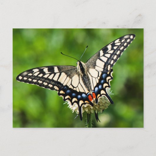 Westerne tijgermoerstaart (Papilio rutulus) Briefkaart (Voorkant)