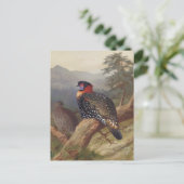 Westerne tragopan, vogelillustraties briefkaart (Staand voorkant)