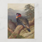 Westerne tragopan, vogelillustraties briefkaart (Voorkant)