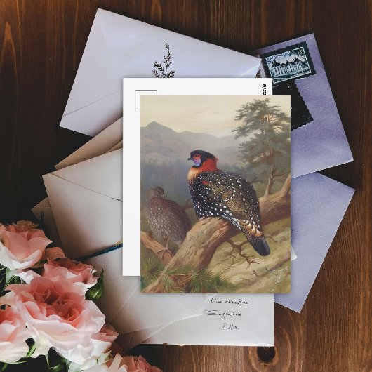 Westerne tragopan, vogelillustraties briefkaart
