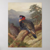 Westerne tragopan, vogelillustraties poster (Voorkant)