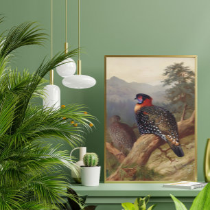 Westerne tragopan, vogelillustraties poster