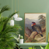 Westerne tragopan, vogelillustraties poster