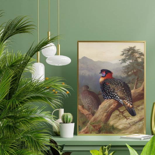 Westerne tragopan, vogelillustraties poster
