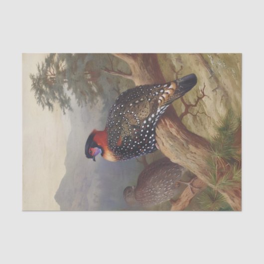 Westerne tragopan, vogelillustraties tissuepapier (Voorkant)