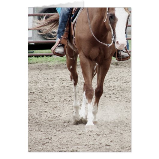 Westerne verfpaarden (Voorkant)