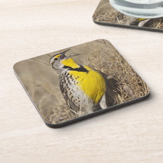 Westerne weide (Strunella neglecta) Drankjes Onderzetter (Linkerzijde)