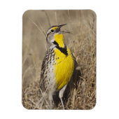 Westerne weide (Strunella neglecta) Magneet (Verticaal)