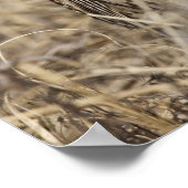 Westerne weide (Strunella neglecta) Poster (Hoek)