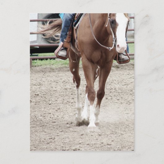 Westers Paint Horse Briefkaart (Voorkant)