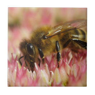 Westerse honingbij macro tegeltje