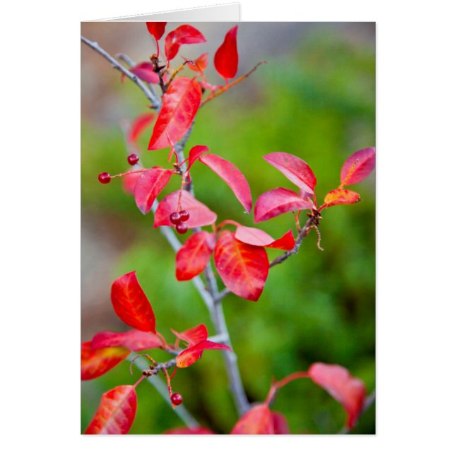 Westerse Kers (Prunus Virginiana) in de herfst (Voorkant)