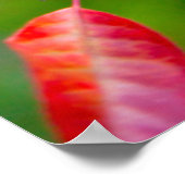 Westerse Kers (Prunus Virginiana) in de herfst Poster (Hoek)