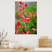 Westerse Kers (Prunus Virginiana) in de herfst Poster (Keuken)