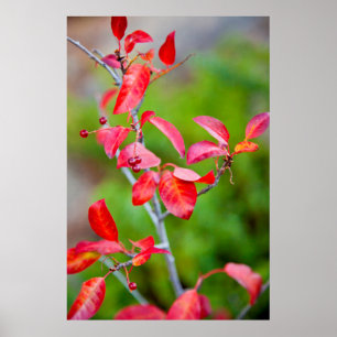 Westerse Kers (Prunus Virginiana) in de herfst Poster