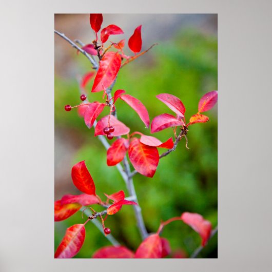 Westerse Kers (Prunus Virginiana) in de herfst Poster (Voorkant)