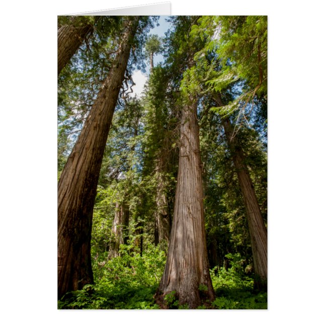 Westerse Rode Cederbomen (Voorkant)