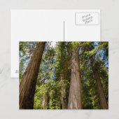 Westerse Rode Cederbomen Briefkaart (Voorkant / Achterkant)