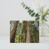 Westerse Rode Cederbomen Briefkaart (Staand voorkant)