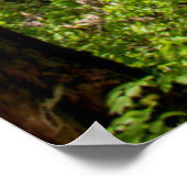 Westerse Rode Cederbomen Poster (Hoek)