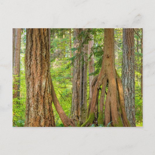Westerse Rode Cederboom | Staat Washington Briefkaart (Voorkant)