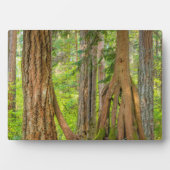 Westerse rode cederboom | Staat Washington Fotoplaat (voorkant)