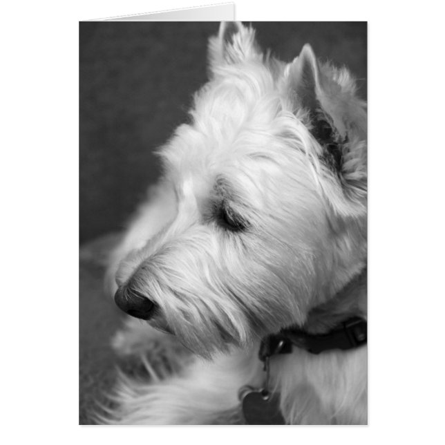 Westie (Voorkant)