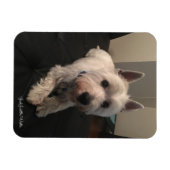 Westie 3 "x4" fotomagneet magneet (Horizontaal)
