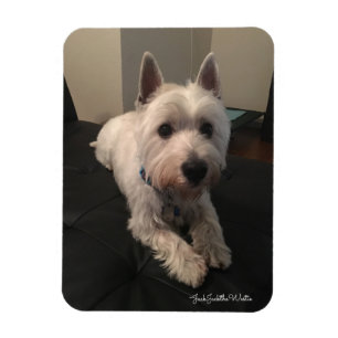 Westie 3 "x4" fotomagneet magneet