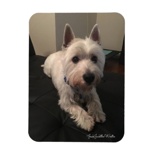 Westie 3 "x4" fotomagneet magneet (Verticaal)