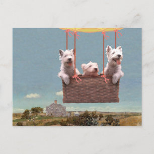 Westie ansichtkaart briefkaart