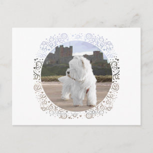 Westie bij Bamburgh Castle Briefkaart