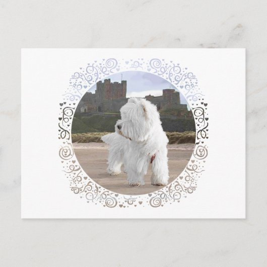 Westie bij Bamburgh Castle Briefkaart (Voorkant)