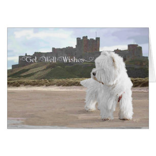 Westie bij het kasteel van Bamburgh