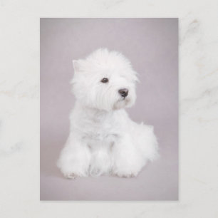 Westie Briefkaart