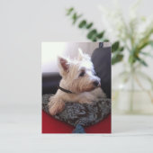 Westie-briefkaart Briefkaart (Staand voorkant)