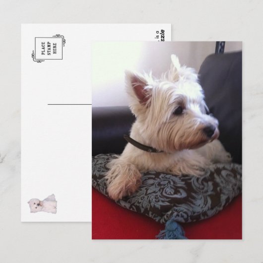 Westie-briefkaart Briefkaart (Voorkant / Achterkant)