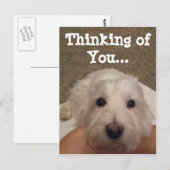 Westie denken aan You Photo Briefkaart (Voorkant / Achterkant)