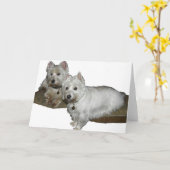 Westie Desi and Lucy Kaart (Gele Bloem)