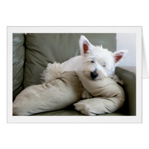 Westie Dog Comfy en Cozy Blank Card