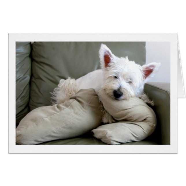 Westie Dog Comfy en Cozy Blank Card (Voorkant Horizontaal)