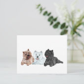 Westie en Cairn Terriërs Briefkaart (Staand voorkant)